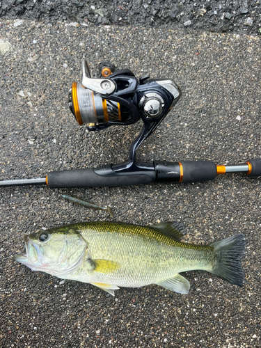 ラージマウスバスの釣果