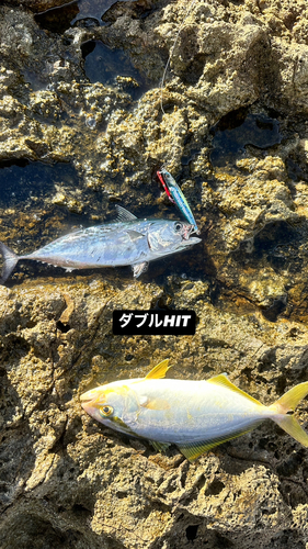 スマカツオの釣果