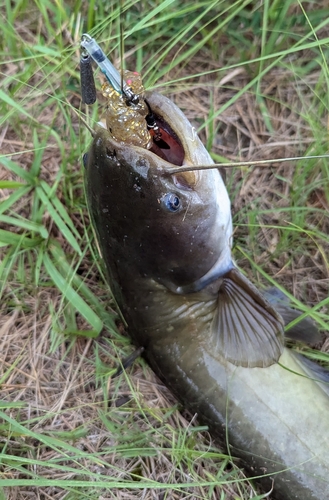 ナマズの釣果