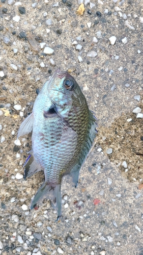 スズメダイの釣果