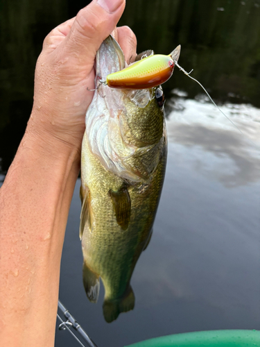 ラージマウスバスの釣果