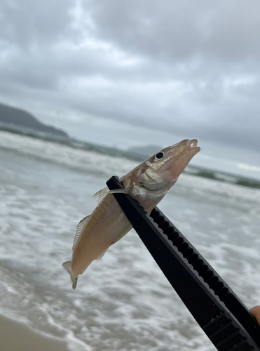 キスの釣果