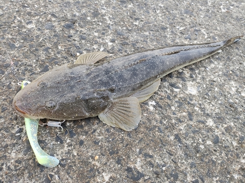 マゴチの釣果