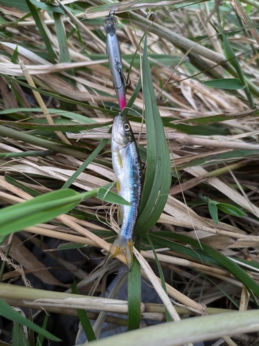 カワムツの釣果