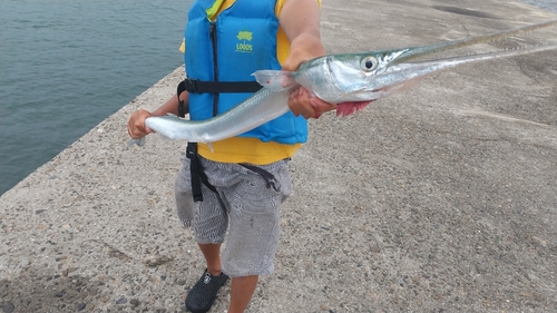 ダツの釣果