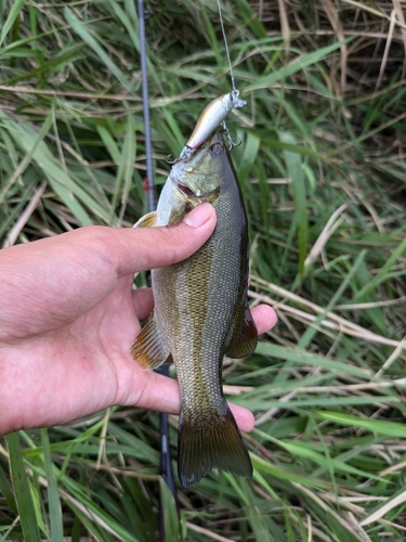 スモールマウスバスの釣果