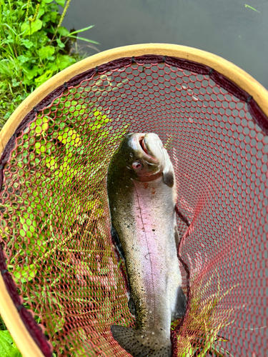 トラウトの釣果