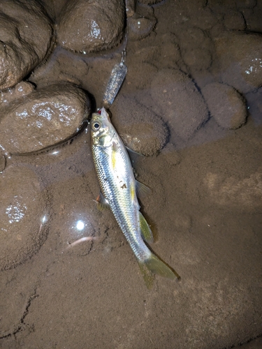 カワムツの釣果