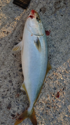 ヤズの釣果