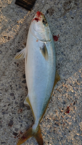 ヤズの釣果