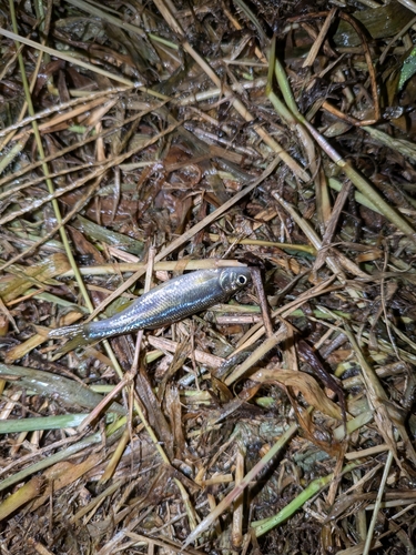 カワムツの釣果