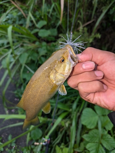 スモールマウスバスの釣果