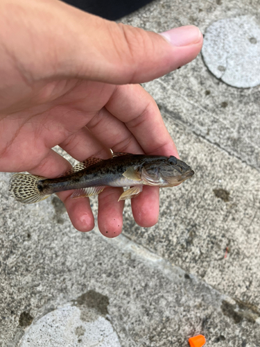 マハゼの釣果