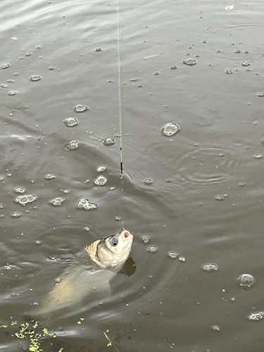 フナの釣果