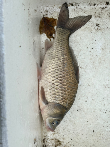 フナの釣果