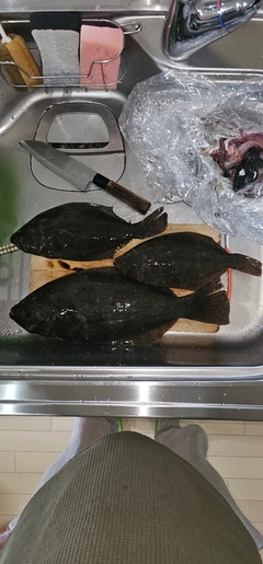 ヒラメの釣果