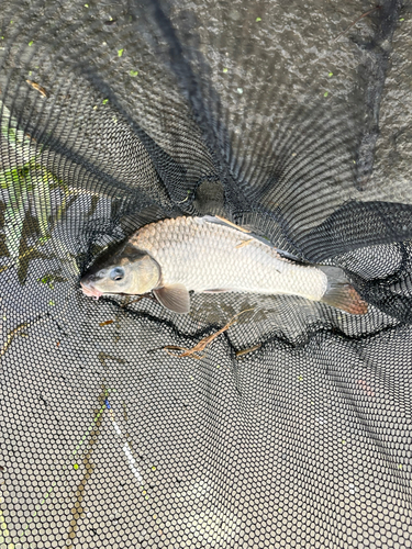 コイの釣果