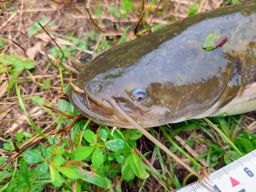 ナマズの釣果