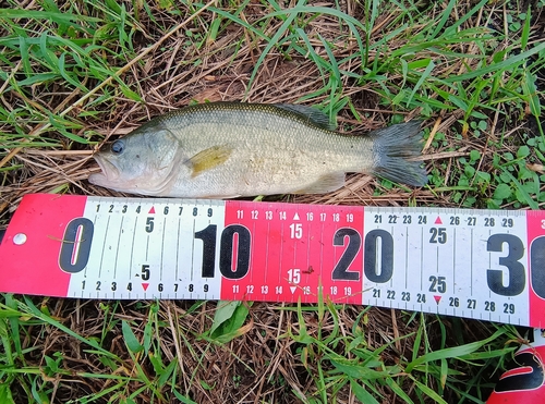 ラージマウスバスの釣果