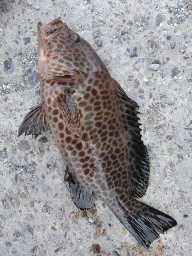 オオモンハタの釣果