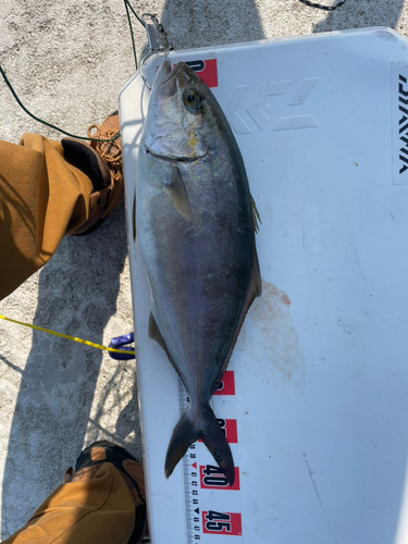 シオの釣果