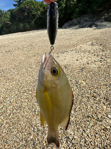 オキフエダイの釣果