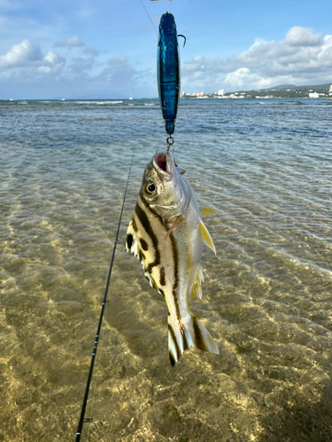 コトヒキの釣果