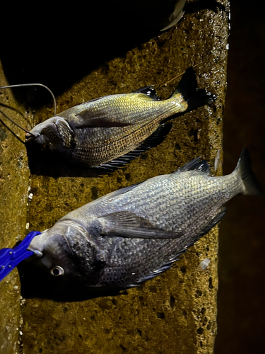 チヌの釣果