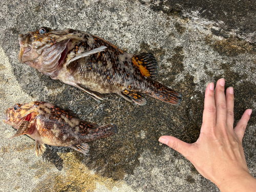 オウゴンムラソイの釣果