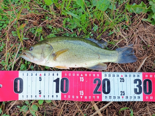 ラージマウスバスの釣果