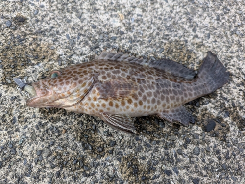 オオモンハタの釣果