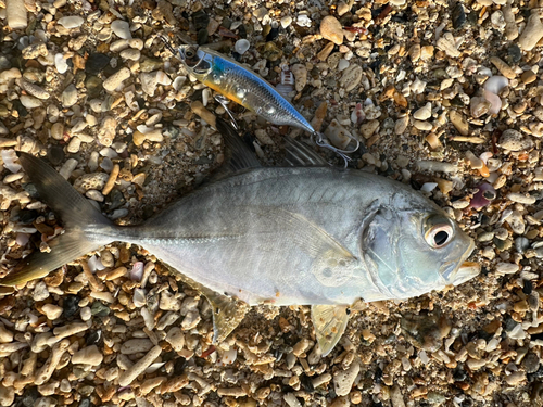 メッキの釣果