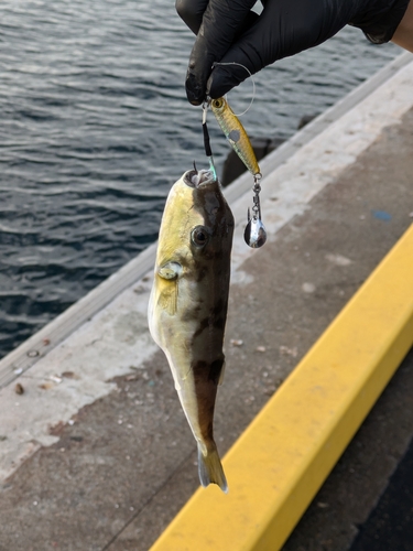 シロサバフグの釣果