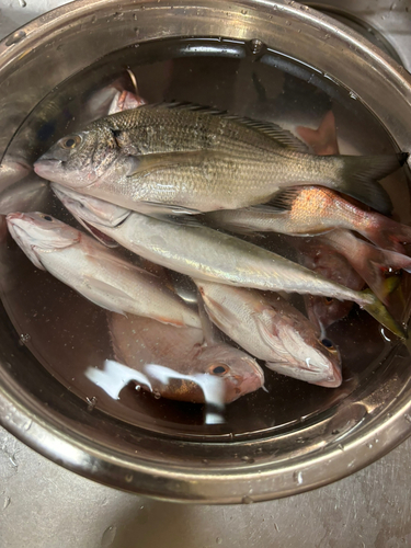 ヘダイの釣果