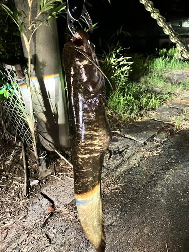 マナマズの釣果