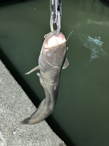 マナマズの釣果