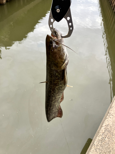 マナマズの釣果