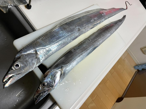 タチウオの釣果