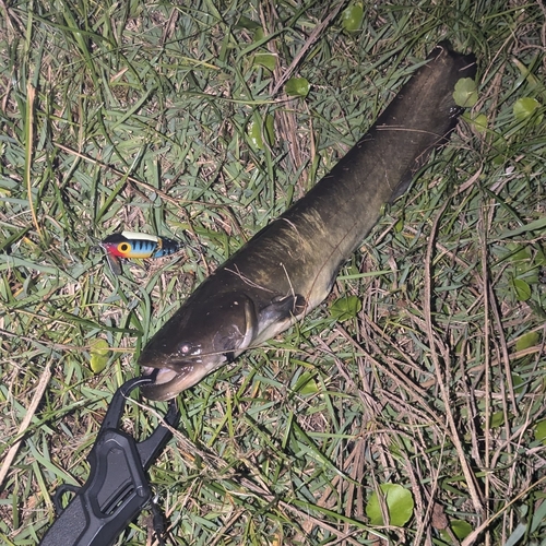 ナマズの釣果