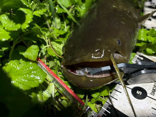 ナマズの釣果