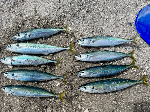 ムロアジの釣果