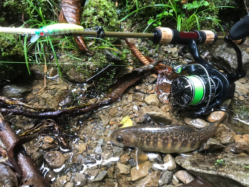 イワナの釣果