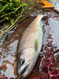 ヤマメの釣果