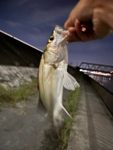 セイゴ（マルスズキ）の釣果