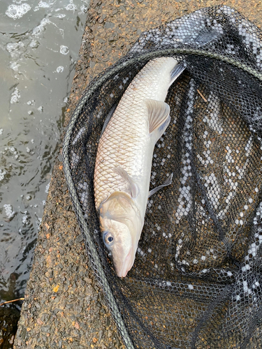 ニゴイの釣果