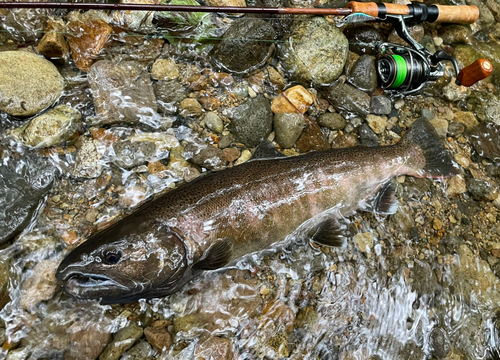 ヤマメの釣果