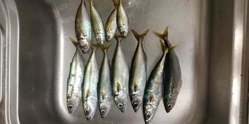 サバの釣果