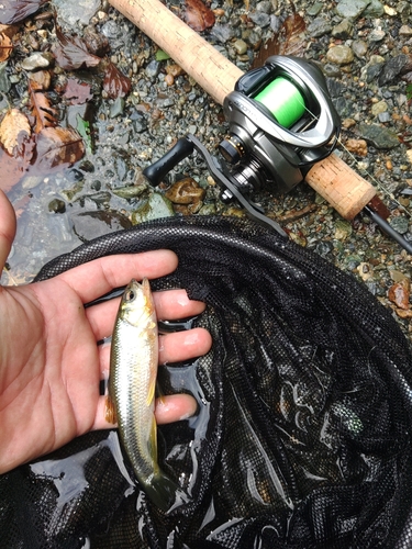 カワムツの釣果