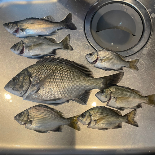 マハゼの釣果