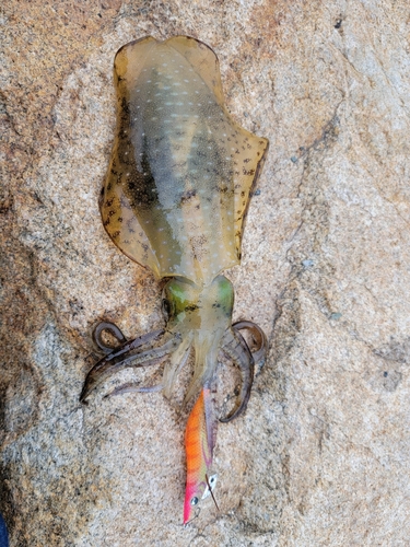 アオリイカの釣果